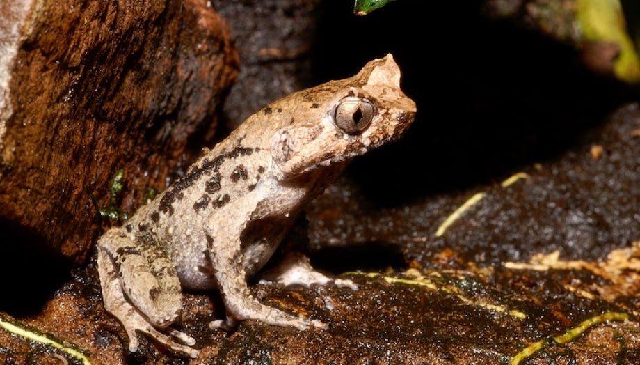 Xenophrys aceras