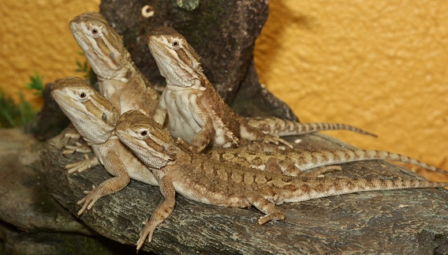 Pogona henrylawsoni