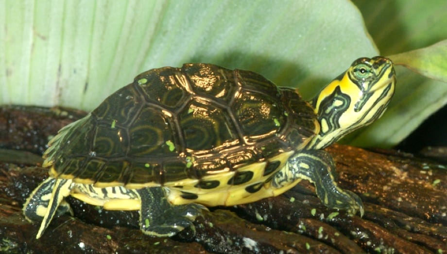 Trachemys scripta scripta