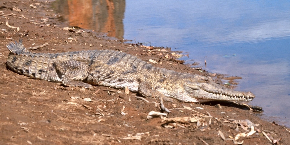 Crocodylus johnsoni