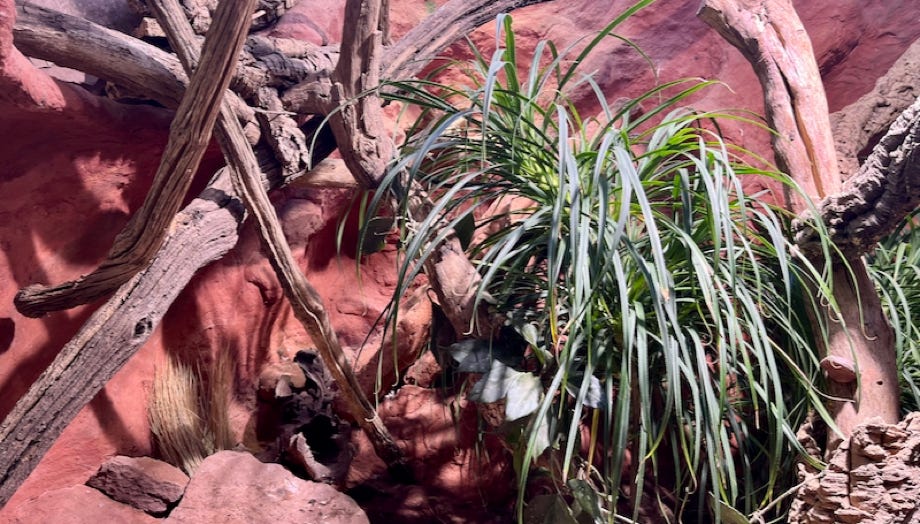 Varanus glauerti-Terrarium