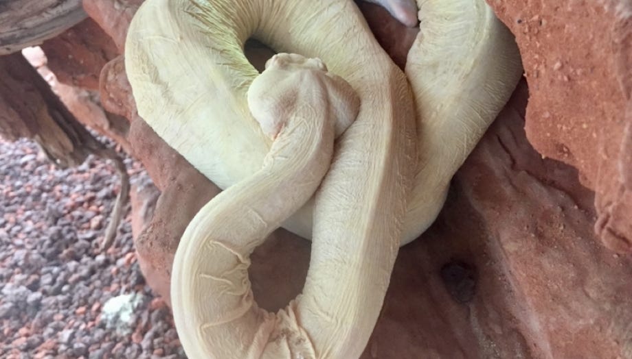 Crotalus atrox (schuppenlos)