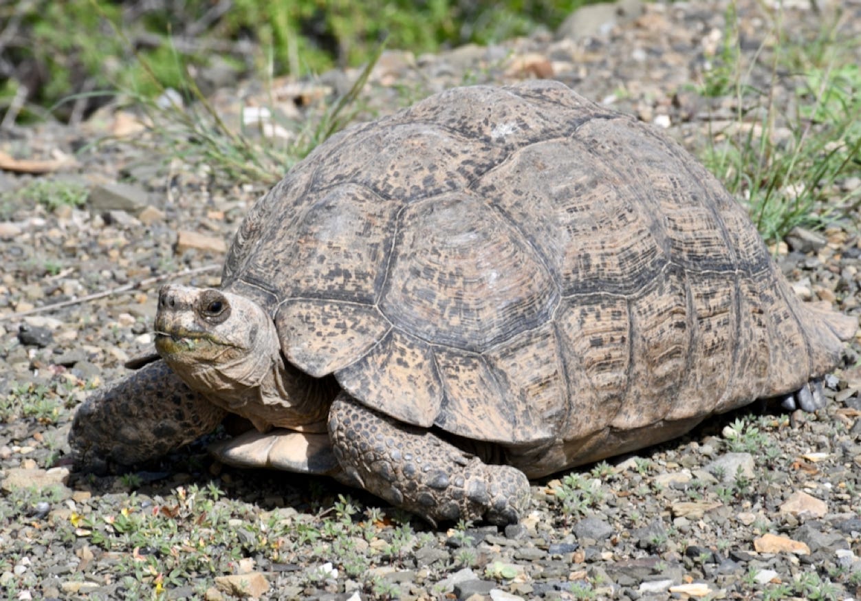Stigmochelys pardalis