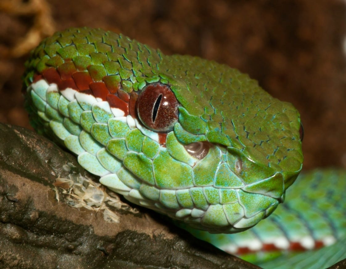 Trimeresurus popeiorum