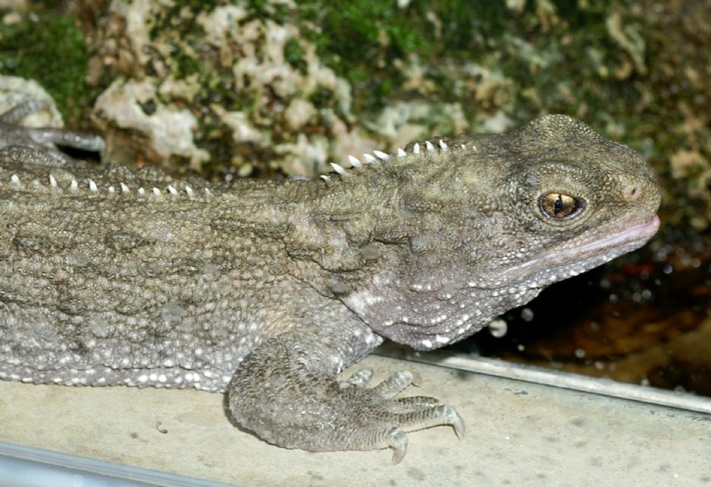 Sphenodon punctatus