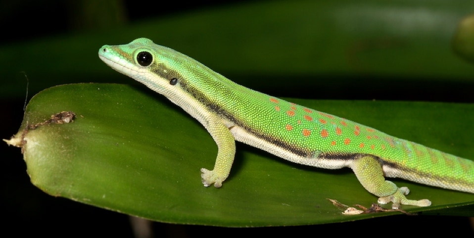 Phelsuma nigristriata