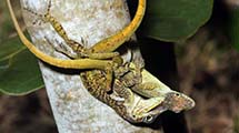 Martinique-Anolis (Anolis roquet roquet)