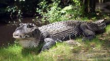 Krokodilkaiman (Caiman crocodylus)