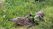 Westafrikanisches Nilkrokodil (Crocodylus suchus)