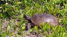 Florida-Gopherschildkrte (Gopherus polyphemus)