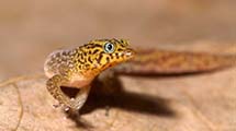 Fantastischer Kugelfingergecko (Sphaerodactylus fantasticus tartaropylorus)