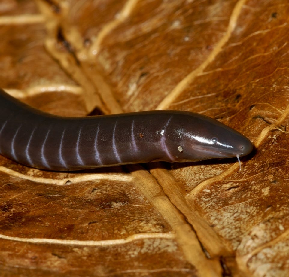 Sachatamia albomaculata