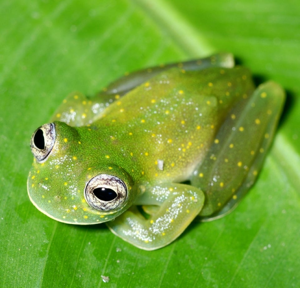 Sachatamia albomaculata