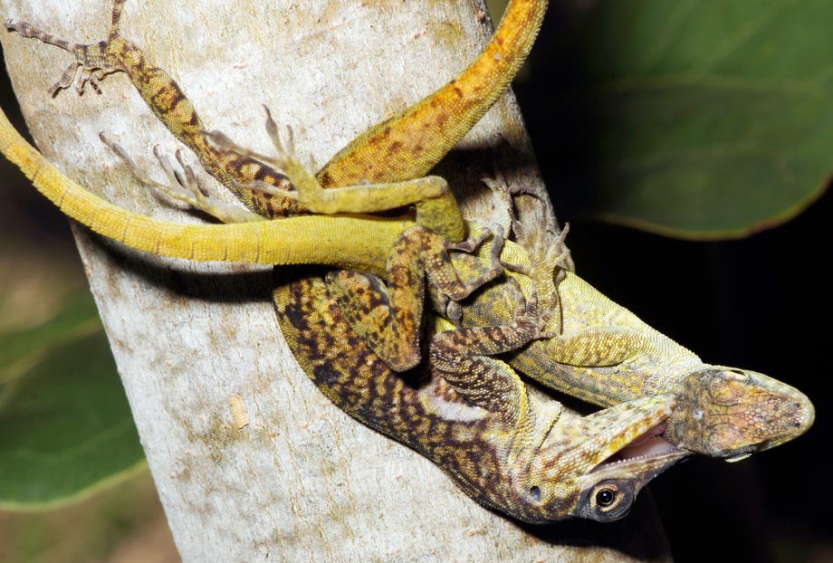 Anolis roquet-Paarung