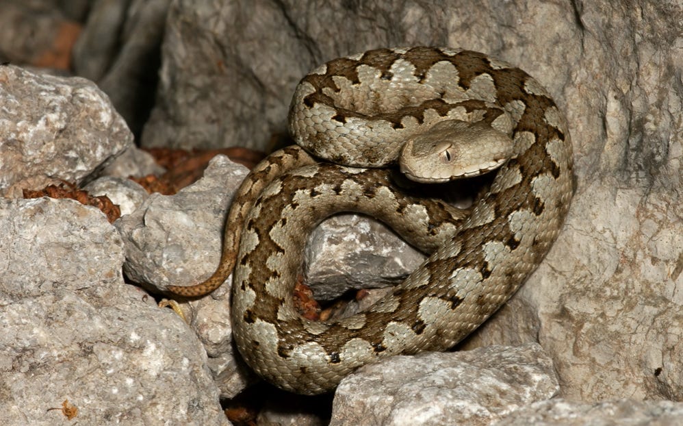 Kostenloses Stock Foto zu biodiversität, bunt, chrysemys picta